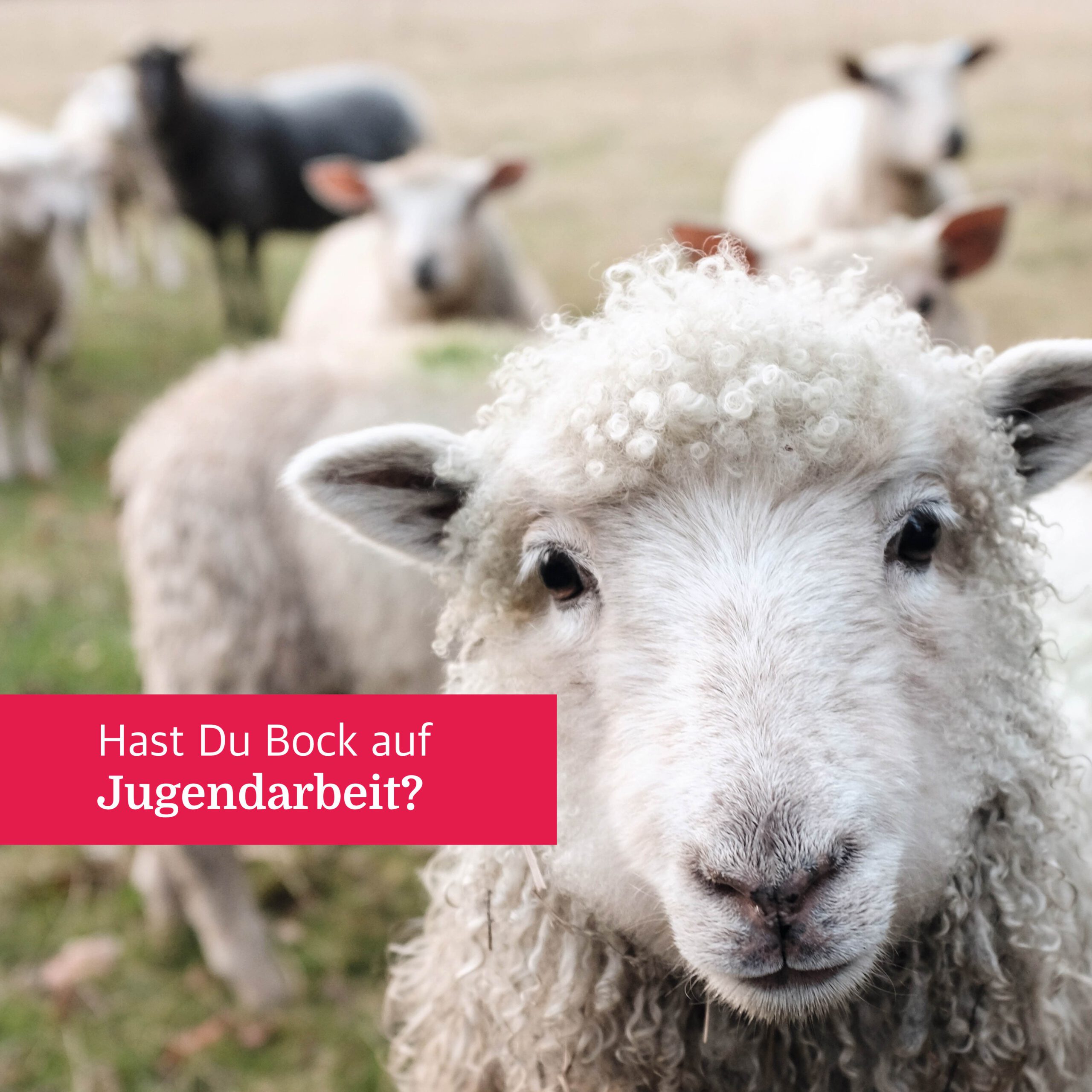 Featured image for “Jugendreferent*in (m/w/d) in Süddeutschland”